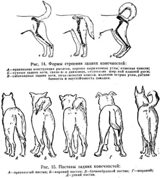 Почему собака поджимает хвост. Постав задних конечностей у собак вид сбоку. Парез задних конечностей у собаки. Немецкой овчарка правильный постав задних конечностей. Постав задних лап у немецкой овчарки.