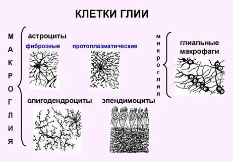К клеткам нейроглии относятся