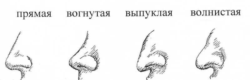 О чем говорит нос мужчины. Типы Носов курносый. Формы носа. Вогнутая форма носа. Форма спинки носа.