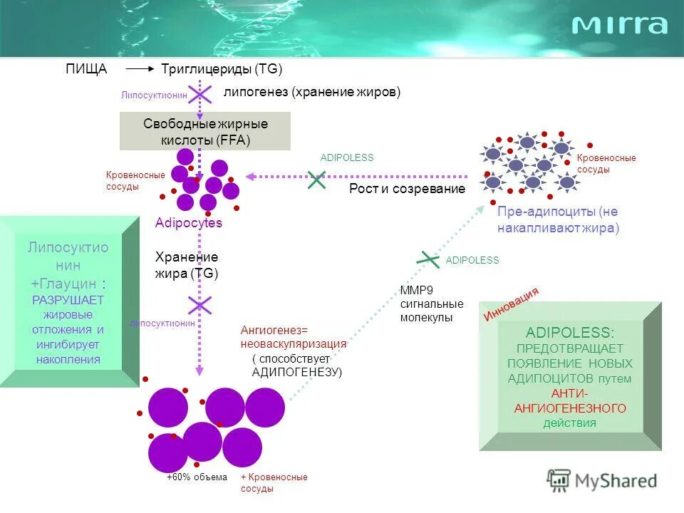 триглицериды жировой ткани