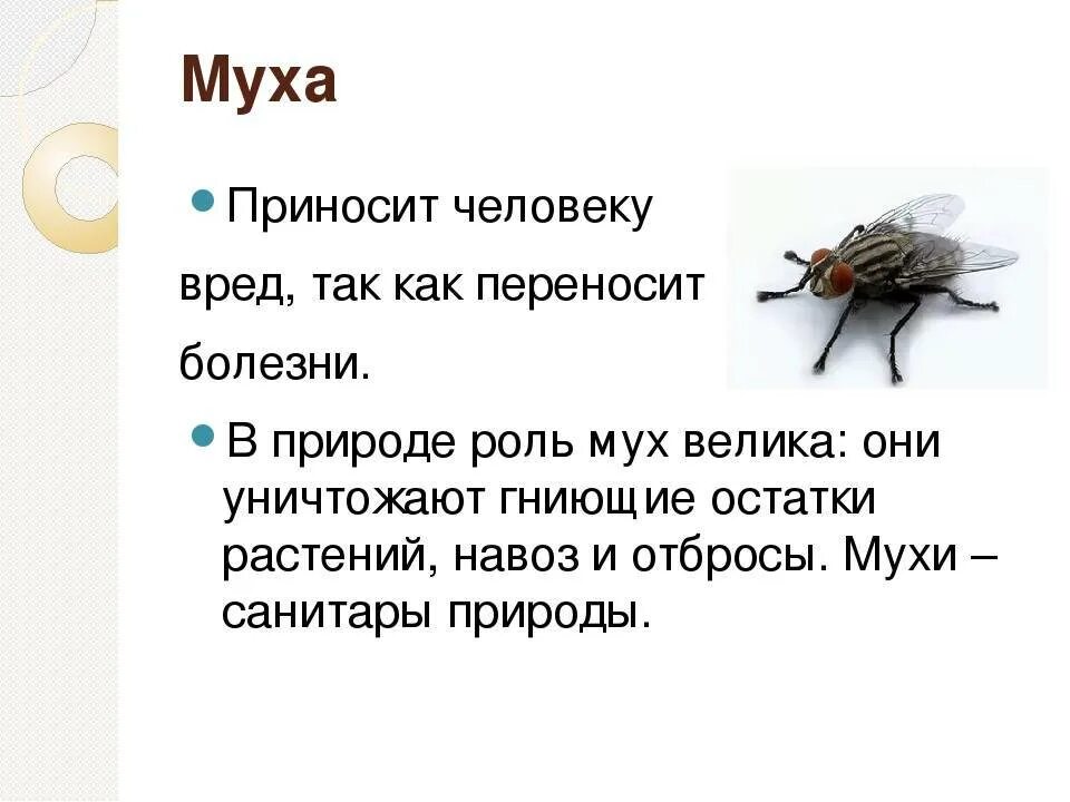 Опасна ли муха. Цикл развития комнатной мухи. Насекомые с описанием. Муха (насекомое). Муха вредное насекомое.