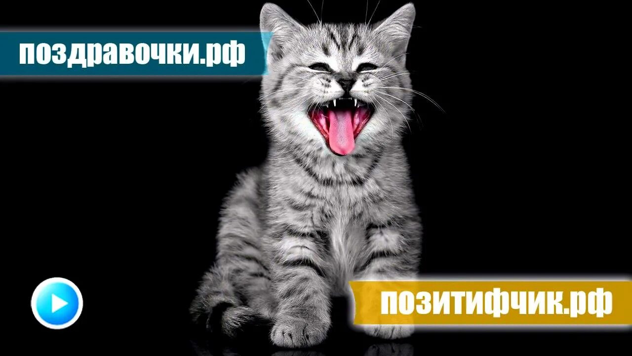 Тихо мяукает. Голос котёнка мяуканье. кот мяукает басом. котята мяукают видео. кошка мяукает логотип.
