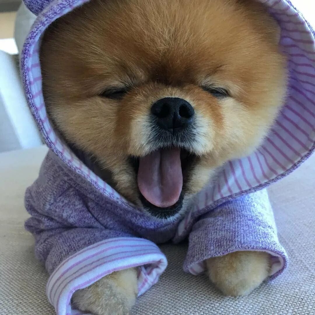 Померанский шпиц Шунсуке. Померанский шпиц jiffpom. Померанский шпиц jiffpom белый. Японский шпиц Шунсуке. Покажи самых красивых собак