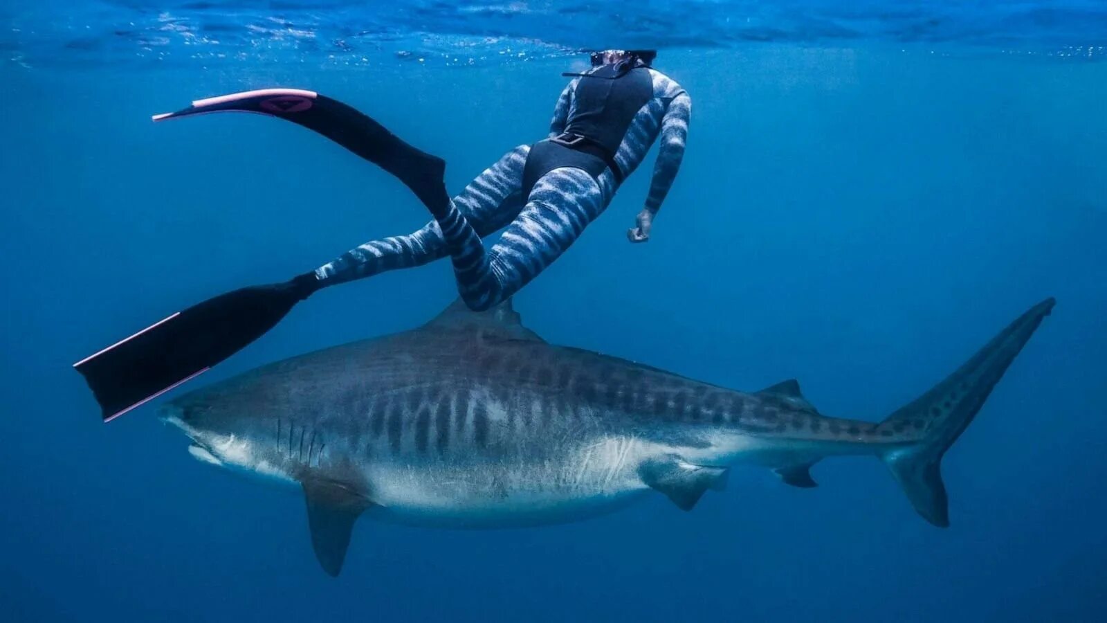 Сама большая акула. Дентусо акула. Китовая и тигровая акула. Самая большая акула в мире. Гигантская тигровая акула.