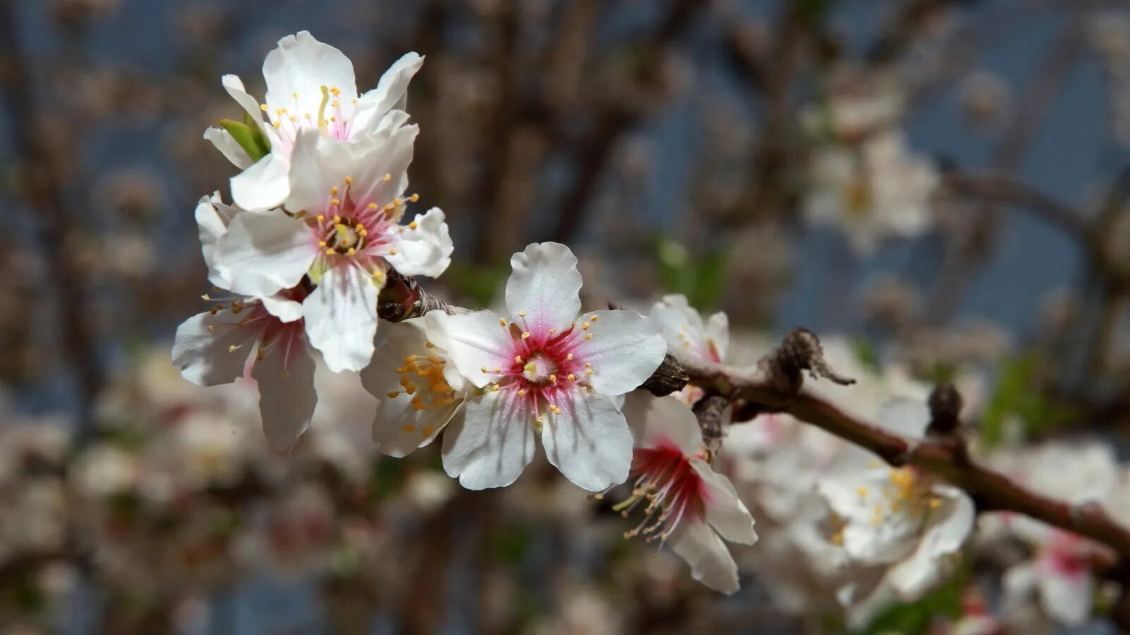 Almond blossom. Цветение миндаля в Тбилиси. Иерусалим цветение миндаля. Миндаль цветение Калифорния.