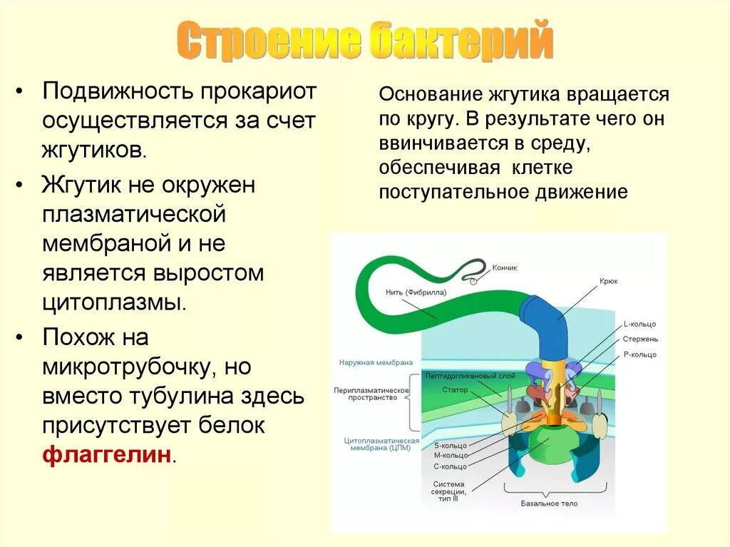 Строение прокариотической клетки со жгутиками. Строение бактериальных жгутиков. Строение жгутиков бактерий. Строение бактериального жгутика.