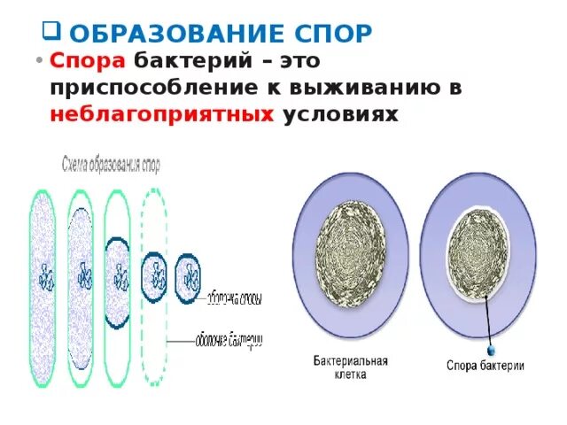 Бактерии образующие споры в неблагоприятных условиях. Образование спор у бактерий 5 класс биология. Что такое спора у бактерий 5 класс. Образование спор у бактерий 5 класс. Образование спор у бактерий.