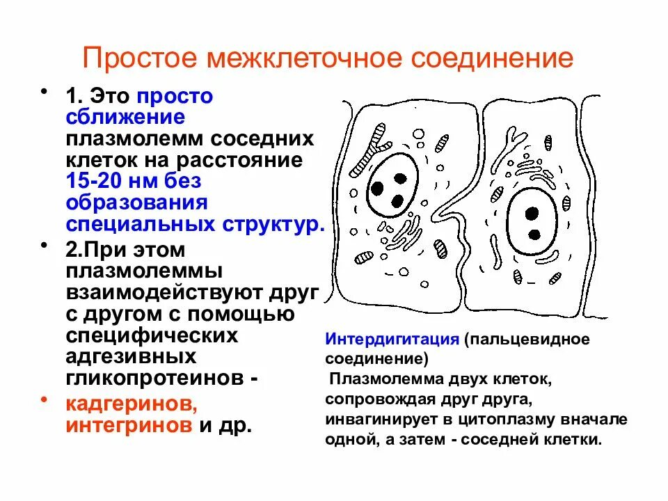 Типы соединений между клетками. Межклеточные соединения интердигитации. Межклеточные контакты гистология схема. Простое межклеточное соединение.