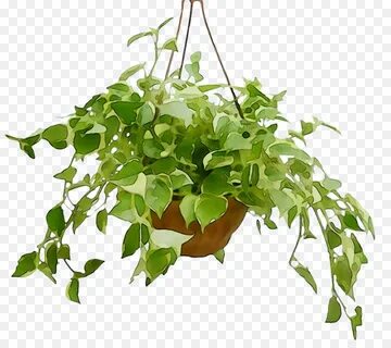Цветы plant