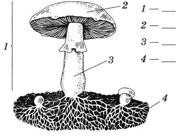 Шляпочные грибы грибница строение. Мицелий белого гриба строение. Эксперимент № 2. Срок роста плесени. Царство шляпочные грибы.
