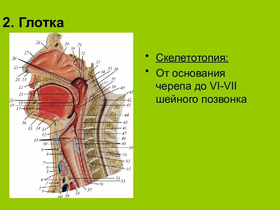 Синтопия пищевода. Глотка скелетотопия синтопия. Скелетотопия глотки анатомия. Голотопия синтопия скелетотопия глотки.