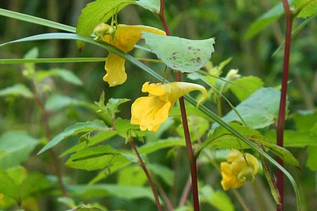 Бальзамин разрыв-трава. Что такое разрыв трава. Impatiens noli-tangere. Бальзамин обыкновенный разрыв трава. Недотрога обыкновенная (impatiens noli-tangere).