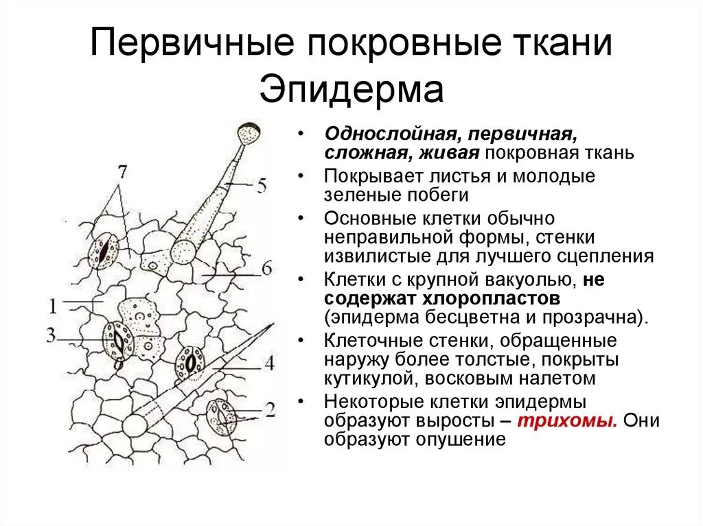 Хлоропласты листа герани. Клетка эпидермы у листа герани. Клетка эпидермиса листа герани. Строение эпидермы листа. Строение эпидермы листа герани.