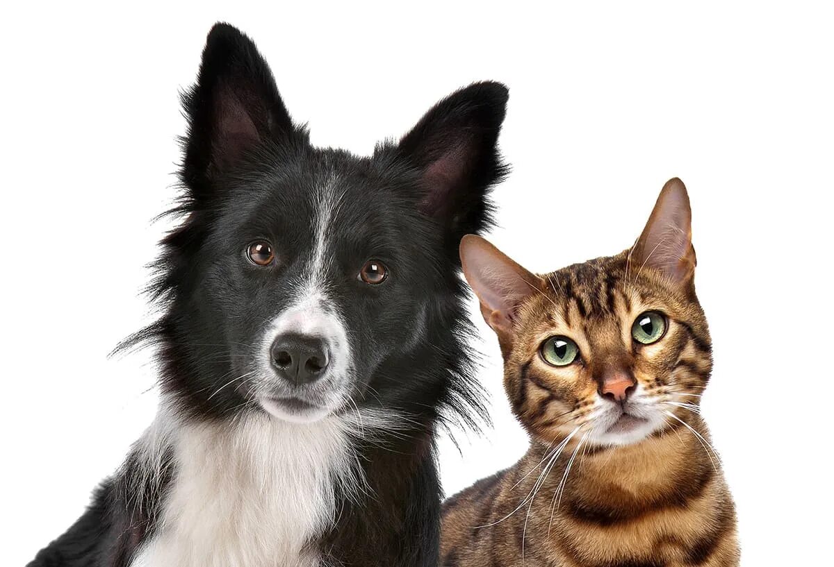 Про кошек и собак. Кошки и собаки. Кошка и собака на белом фоне. Кошка и собака без фона. Породистые кошки и собаки.