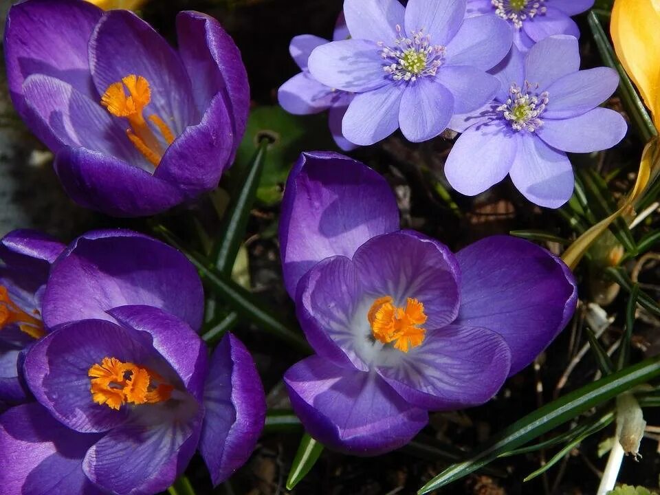 Крокус Remembrance. Крокус синий цветок. Ранние фиолетовые цветы. Цветы которые рано цветут весной.
