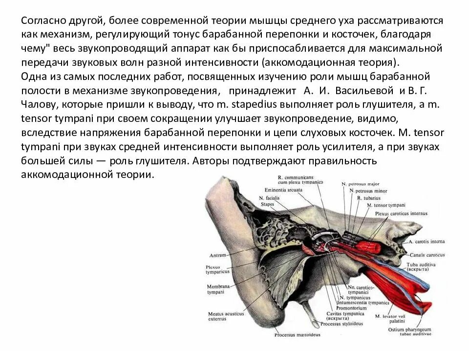 Мышцы среднего уха и их функция. Функции косточки и мышцы среднего уха. Мышца натягивающая барабанную перепонку. Мышца напрягающая барабанную перепонку функция.