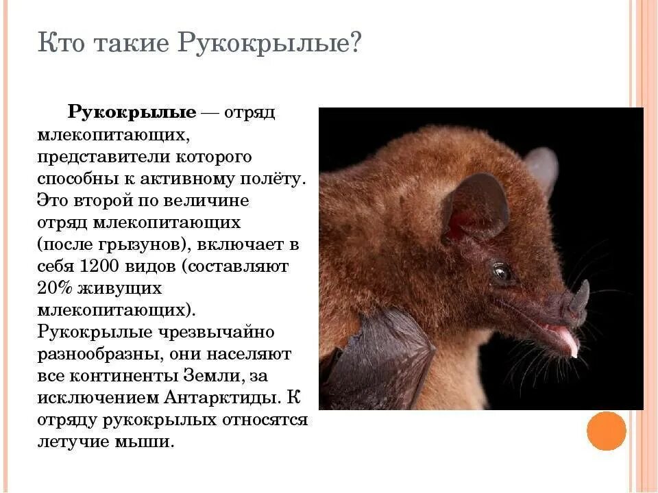 Представители летающих млекопитающих. Рукокрылые представители и характеристика. отряды отряд рукокрылые представители. среда обитания рукокрылых млекопитающих. ареал обитания рукокрылых.