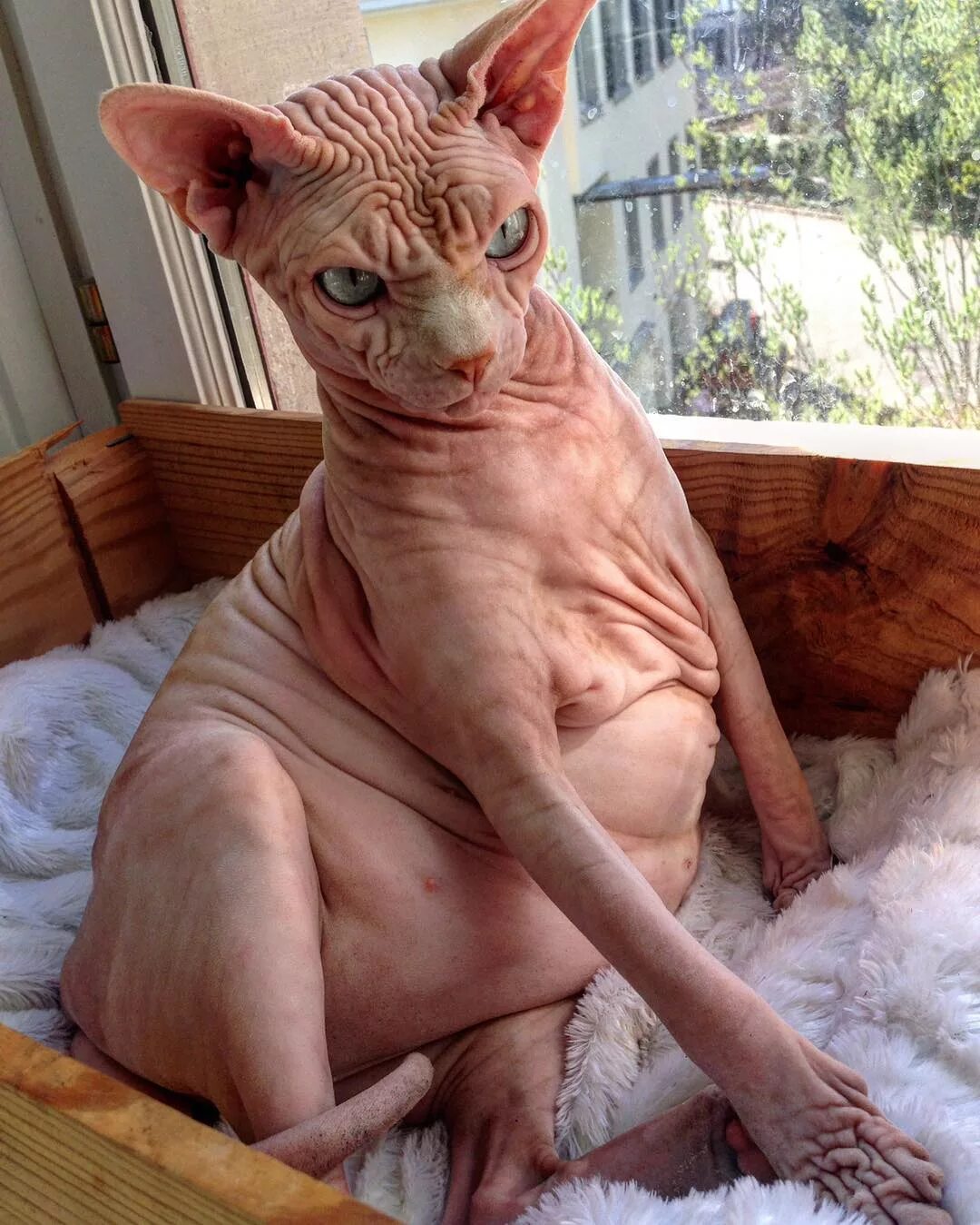 канадский сфинкс табби. почему сфинксы лысые. сфинкс (порода кошек). голый кот. почему сфинксы лысые.