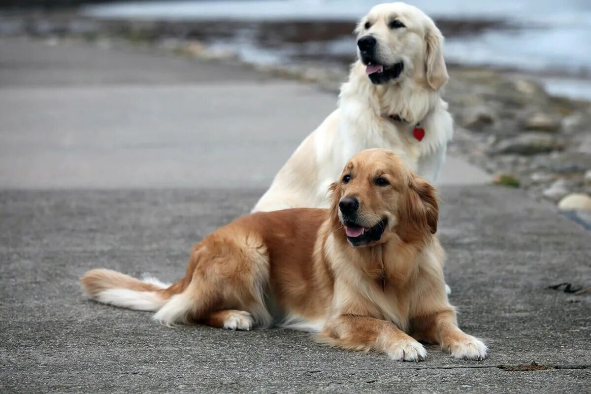 Немецкий дог зевс рекорд гиннесса. Пес кавказская овчарка. Азиатская овчарка алабай. Бернский зенненхунд. Собак бесплатных больших.