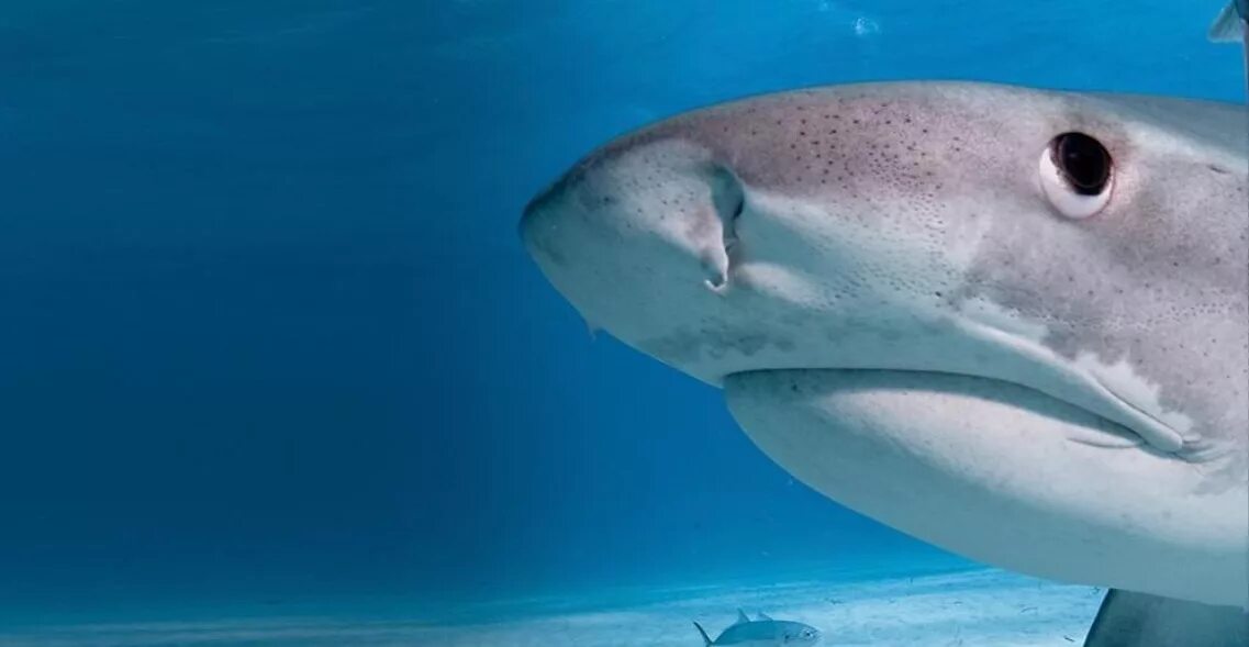 удивленная акула. акула мако. удивленная акула. акула мультяшка. большая белая акула.