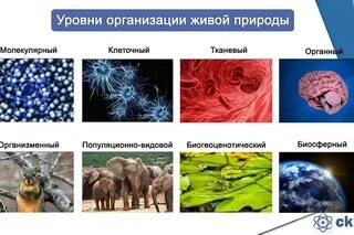 Биологические объекты разной