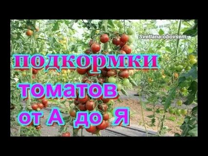 Подкормить помидоры для урожая