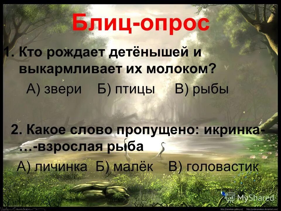 Рождает детенышей и выкармливает их молоком. Кого рождают звери. Кто рождает детенышей. Рождает зверя зверь, рождает птица - птицу. Продолжить продолжить.