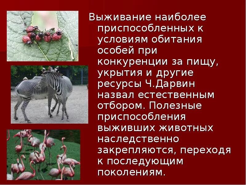 Как животные приспособлены к разной среде обитания. Выживают наиболее приспособленные. выживает наиболее приспособленный. животные которые приспособились к среде обитания.