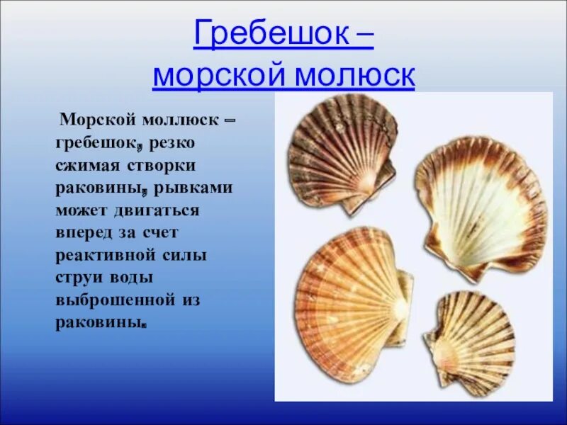 Морской гребешок моллюск. Морские гребешки (семейство Pectinidae). Морской гребешок реактивное движение. Реактивное движение в природе морской гребешок.