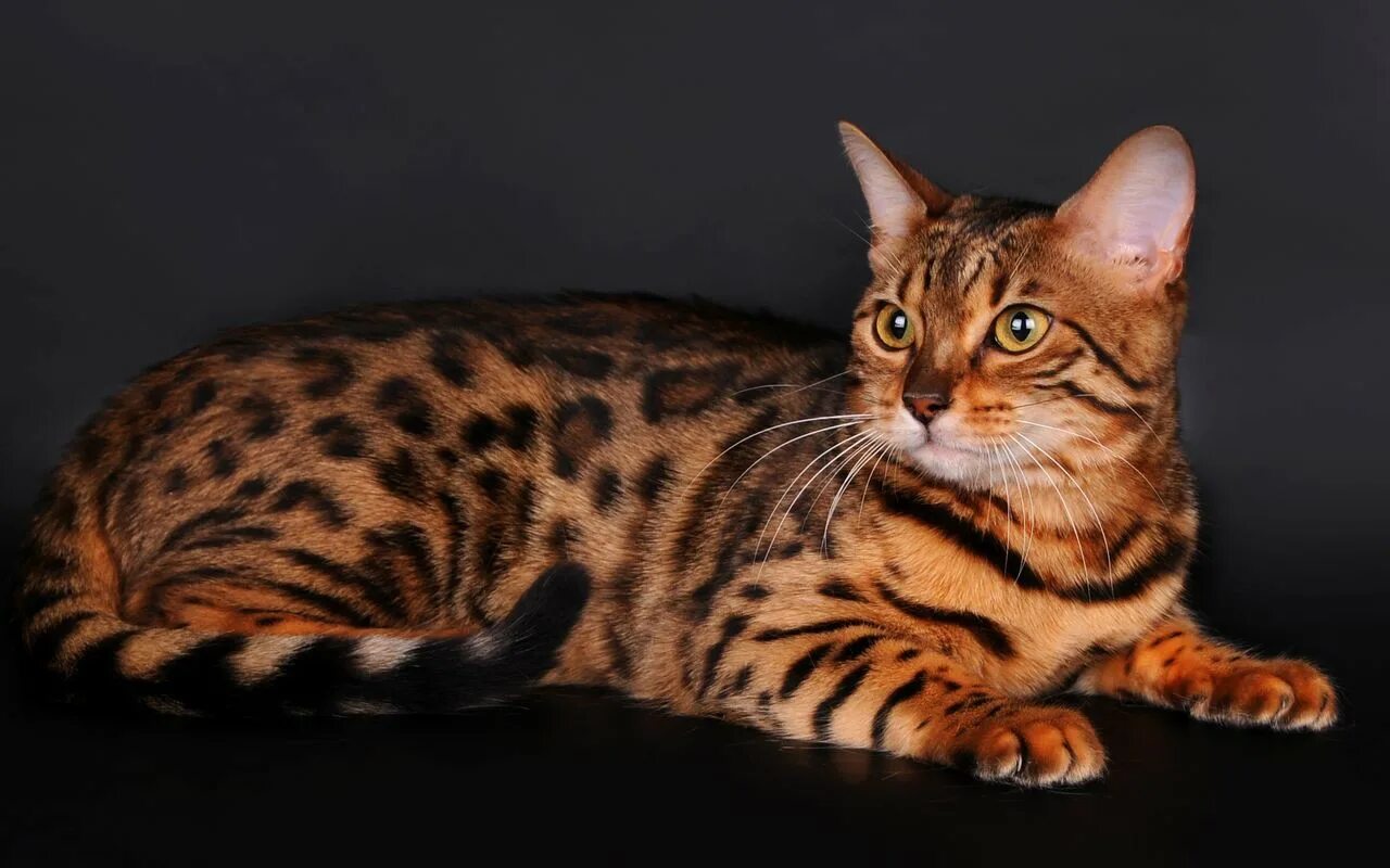 Породы кошек с фотографиями ценами. Бенгальская короткошерстная кошка. Кот тойгер. Порода тойгер. Тойгер и бенгал.