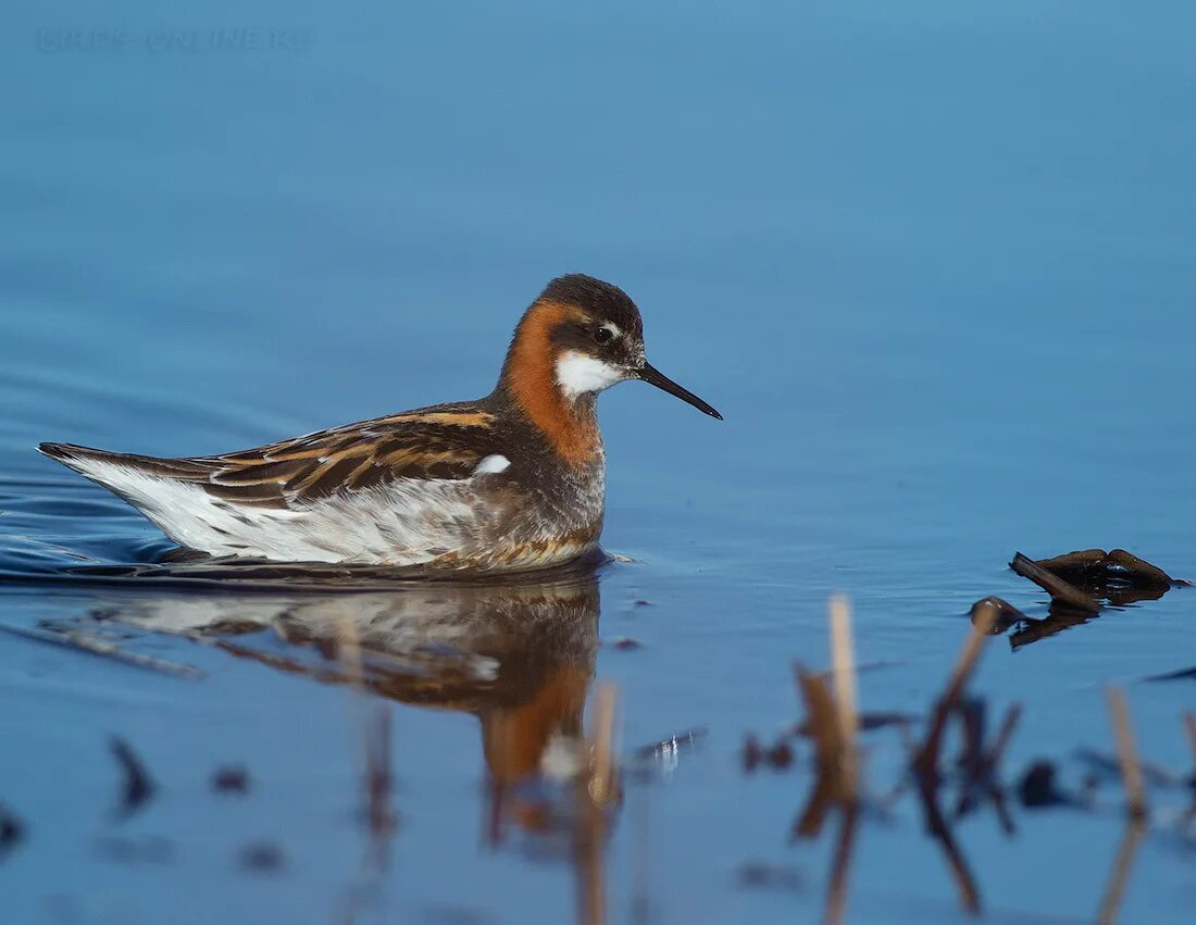 трёхцветный плавунчик. плавунчик. плавунчик водяной. плавунчики это кочующие птицы. круглоносый плавунчик.