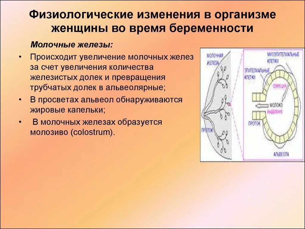 Изменения в организме 7. Физиологические изменения в организме беременной. Физиологическое изменения беременности. Физиологические изменения беременной женщины. Физиологические изменения в организме женщины при беременности.