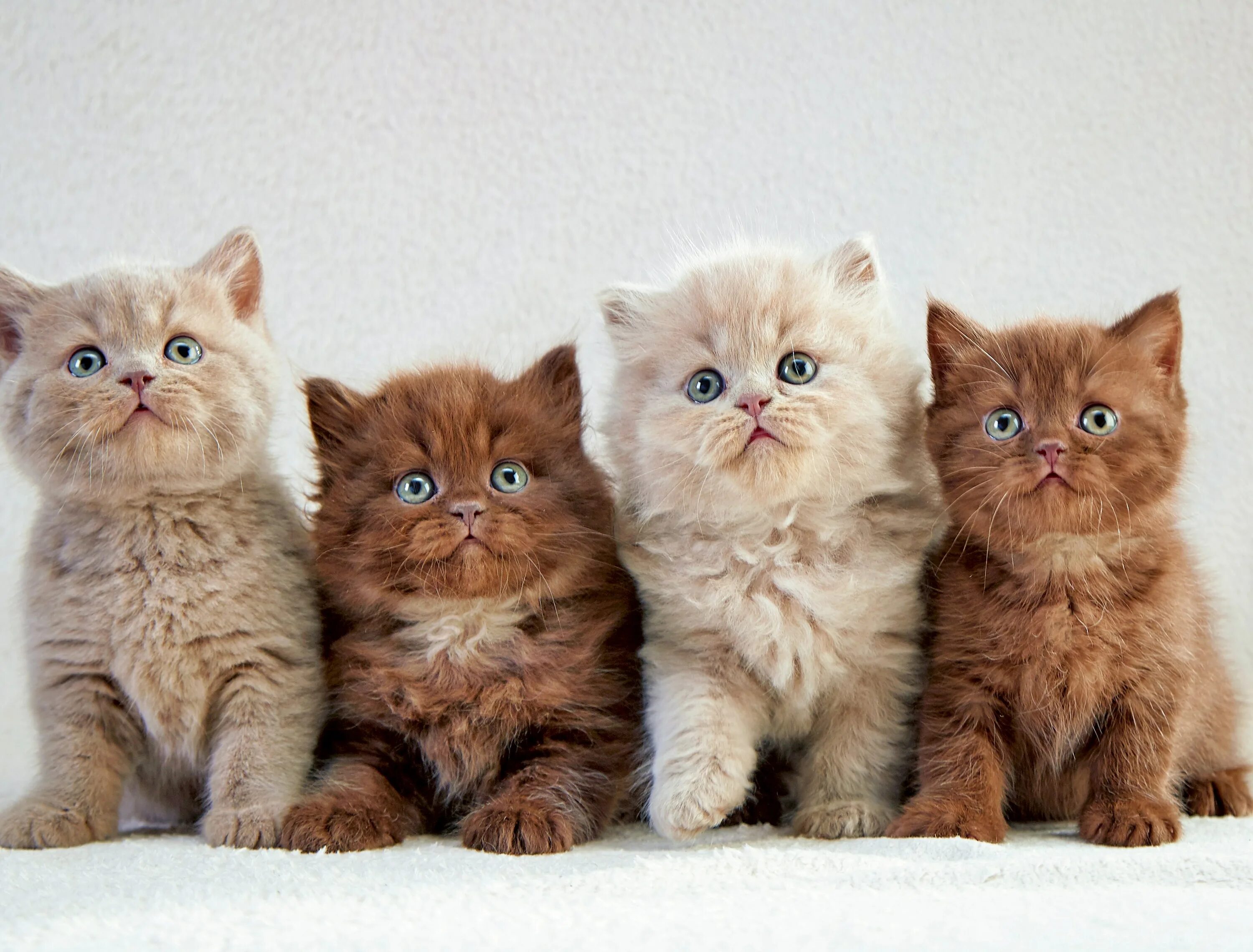 Четверо котов. Четыре кота. 4 Котенка. Разные котята. Красивые котята.