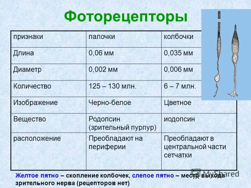 Сосудистая оболочка палочки колбочки. Палочки и колбочки сетчатки. Фоторецепторы палочки и колбочки строение функции. Фоторецепторы палочки и колбочки таблица. Колбочки и палочки глаза функции и строение.