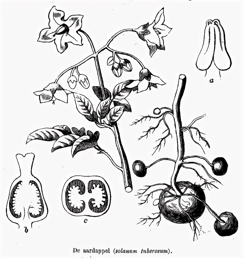 Solanum tuberosum побеги. Паслен клубненосный. Solanum tuberosum листья. Паслен клубненосный схема цветка. Известно что картофель или паслен