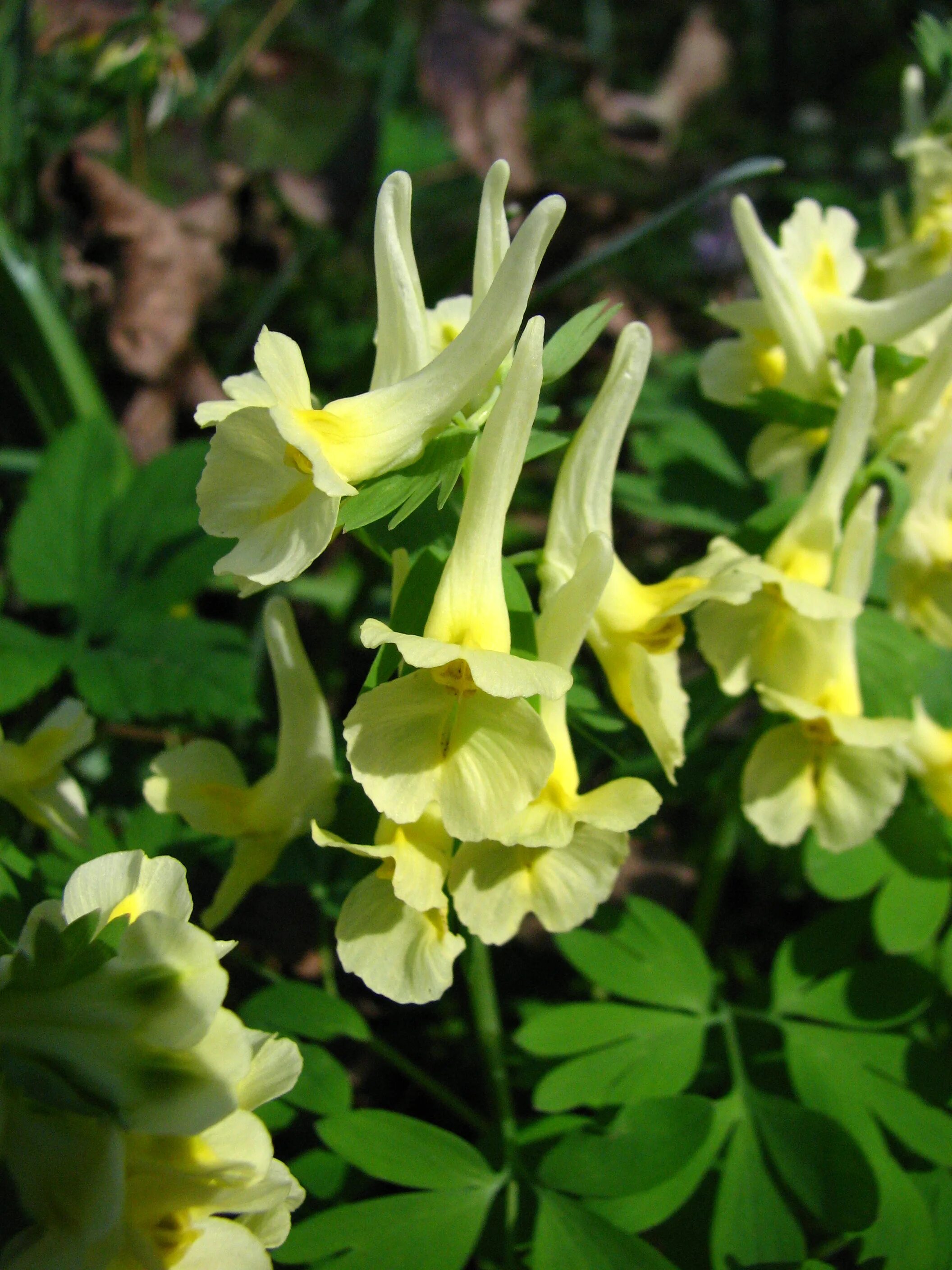 Хохлатка (Corydalis). Хохлатка - Corydalis – коридалис. Хохлатка крупноприцветниковая. Хохлатка дымянкообразная.