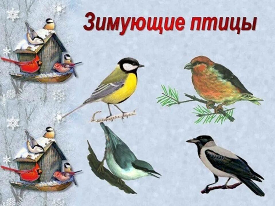 Тематическая неделя птицы. Зимующие птицы. Тема недели зимующие птицы. Изображение зимующих птиц. Детям о зимующих птицах в детском саду.
