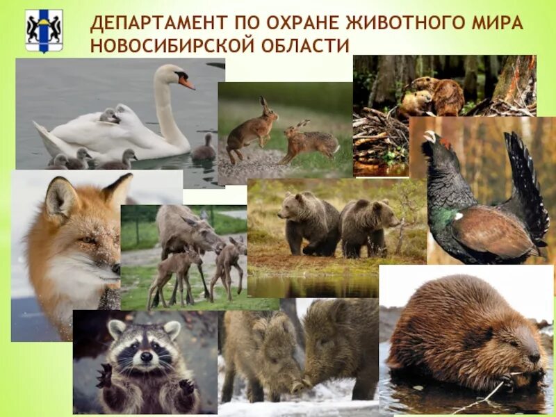 Охрана животных новосибирск. Чановский заказник. Редкие исчезающие растения и животные. Животные и растения новосибирска. Охрана животных новосибирск.