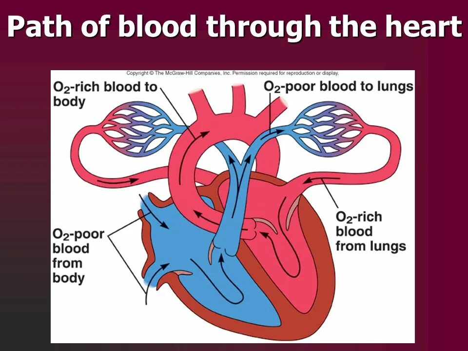 Cardiovascular system. Cardiovascular System structure. Cardiovascular System задания. Cardiovascular System видео для детей. The cardiovascular System Histology Guide.