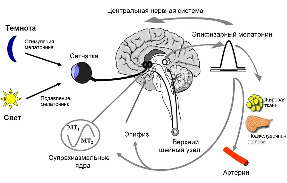 Что влияет на выработку. Мелатонин гормон эпифиза. Мелатонин гормон эпифиза функции. Мелатонин гормон шишковидной железы. Регуляция секреции эпифиза.