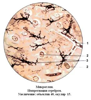 Импрегнация серебром