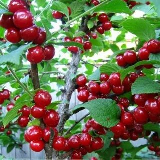 Вишня войлочная сказка