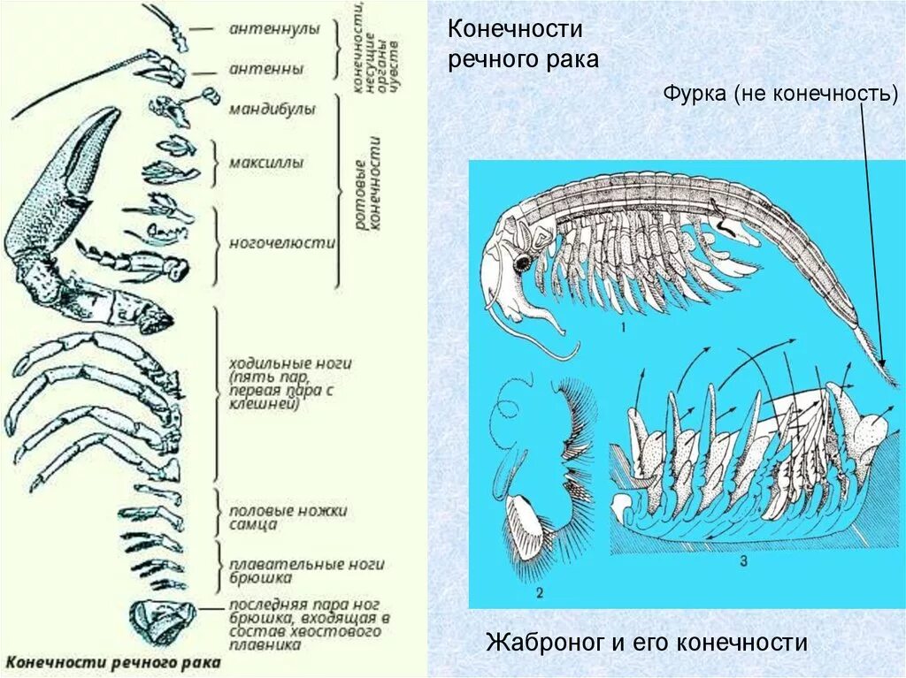 Строение конечностей ракообразных. Ракообразные строение антеннулы. Конечновти оакообрпзнвх. Строение конечности Ракк.