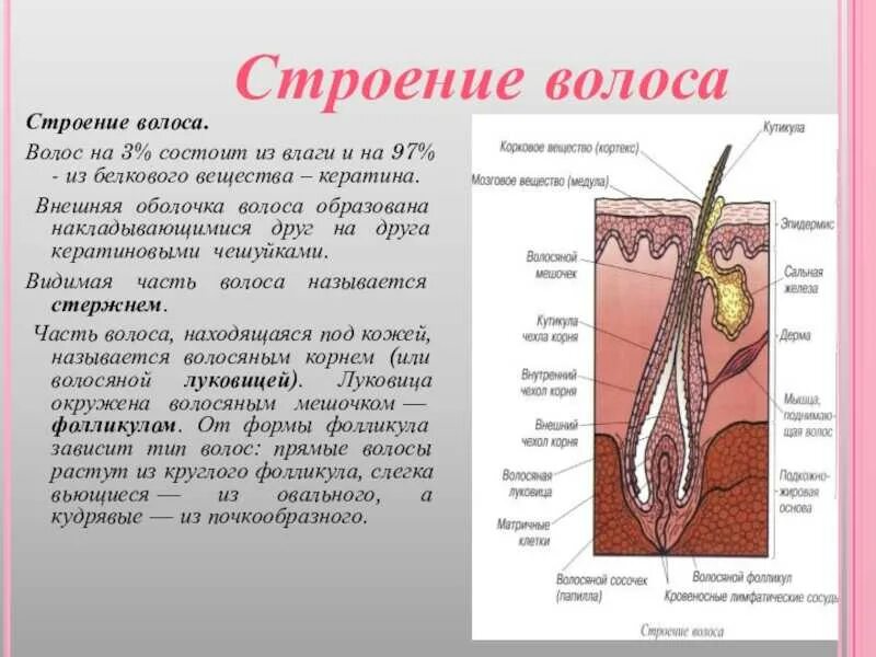 Функции придатков кожи. Строение волоса. структура волоса корень. строение волоса человека. строение кожи и волоса.