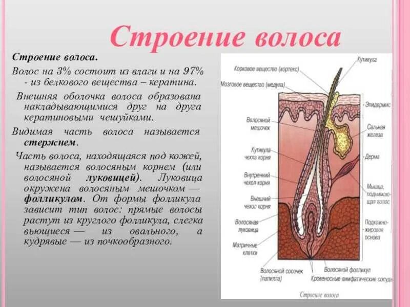 Строение кожи строение волос. Волос строение волоса. Структура волоса корень. Строение корня волоса.