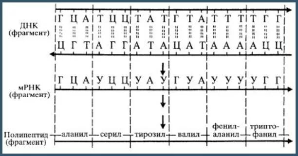 Постройте цепь рнк. Составление цепочек ДНК И РНК. Как построить матричную РНК. Построение цепочек ДНК И РНК. Комплементарность цепей ДНК И РНК.