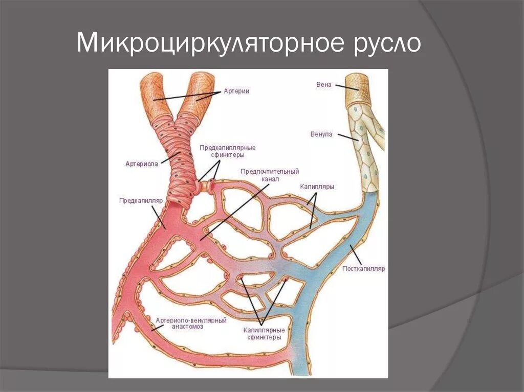 Где находится артерия и вены. Артериола и венула. Строение микроциркуляторного русла физиология. Гемомикроциркуляторное русло анатомия. Микроциркуляторное русло Тип строения.