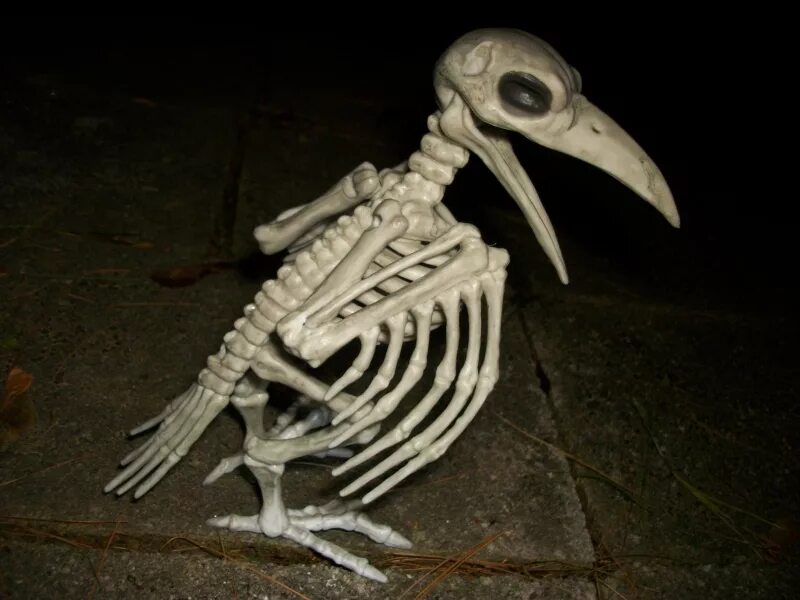 Скелет птицы ворон. Скелет ворона. Скелет вороны. Ворон скелет.
