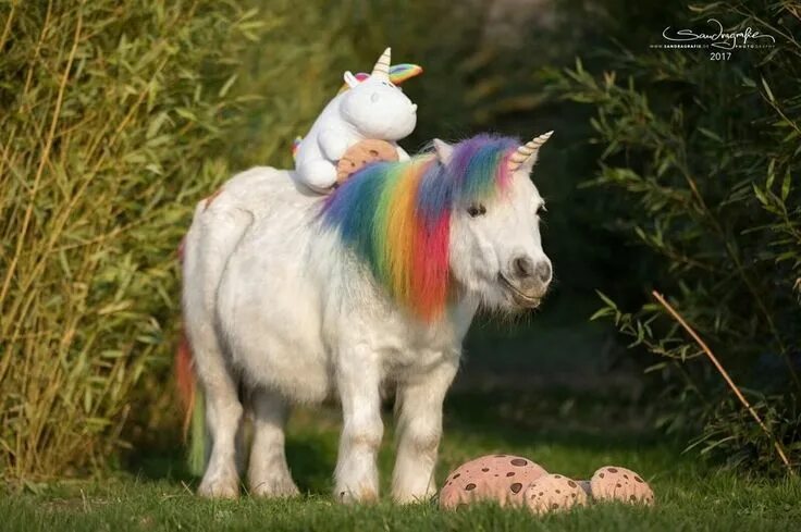 Как выглядит пони в реальной жизни Preview: Pony Royalty Mlp my little pony, Pony, My little pony list