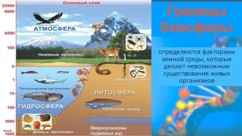 Конспект по теме биосфера 6 класс. Границы биосферы 9 класс биология. структура биосферы земли. структура и границы биосферы. границы биосферы кратко биология.